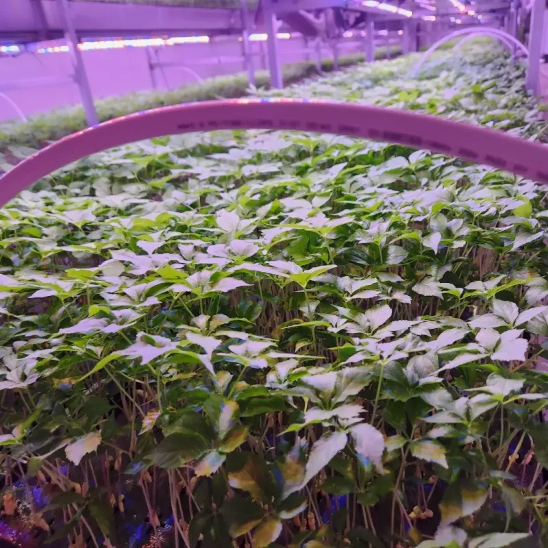 바이오진담 ㅡ새싹삼님의 장터 판매 상품 [새싹인삼 중간사이즈] 첨부 사진