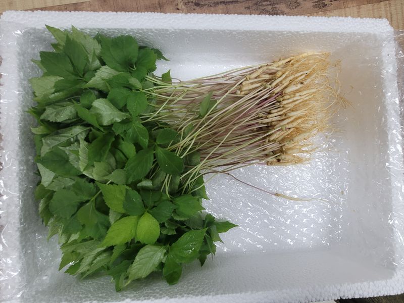 바이오진담 ㅡ새싹삼님의 장터 판매 상품 [새싹삼 ㅡ중간사이즈 100뿌리 ] 첨부 사진