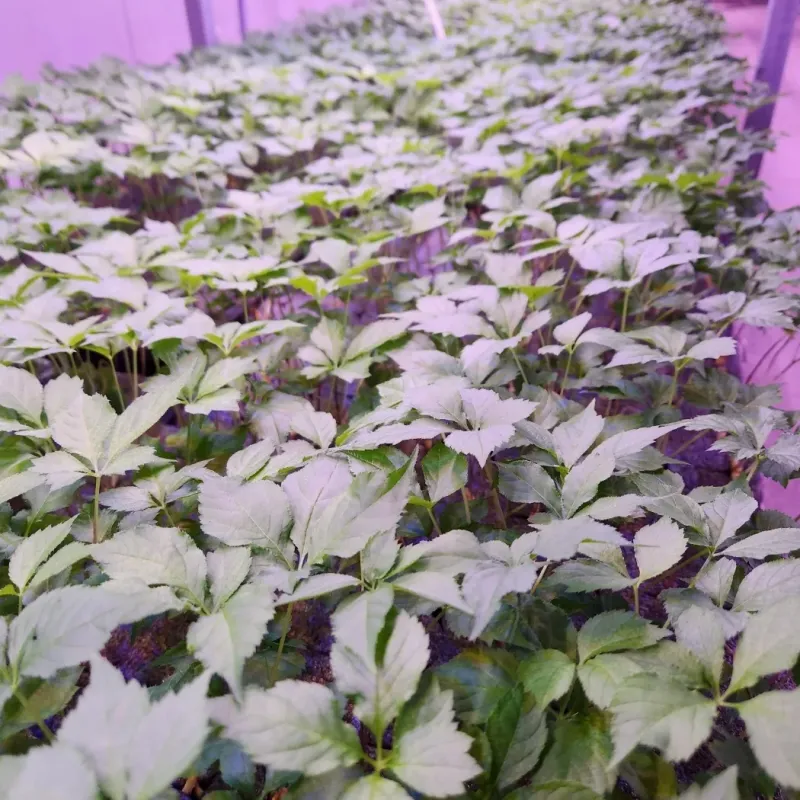 바이오진담 ㅡ새싹삼님의 장터 판매 상품 [새싹삼 ㅡ중간사이즈 100뿌리 ] 첨부 사진