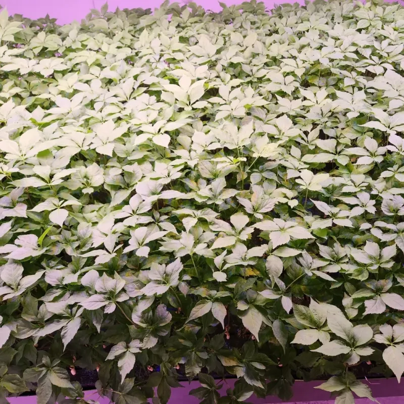 바이오진담 ㅡ새싹삼님의 장터 판매 상품 [새싹삼 ㅡ중간사이즈 100뿌리 ] 첨부 사진