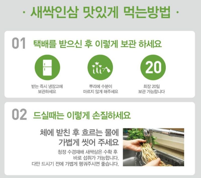 바이오진담 ㅡ새싹삼님의 장터 판매 상품 [새싹삼 ㅡ중간사이즈 100뿌리 ] 첨부 사진