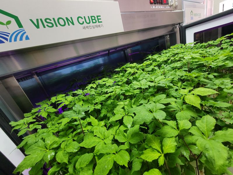 바이오진담 ㅡ새싹삼님의 장터 판매 상품 [새싹삼 ㅡ중간사이즈 100뿌리 ] 첨부 사진