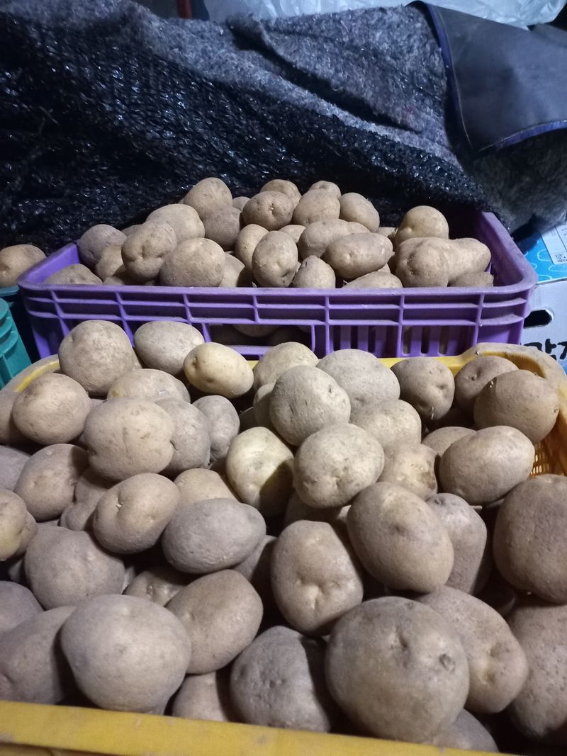 장터 상품 [씨감자 ㅡ두백] 썸네일