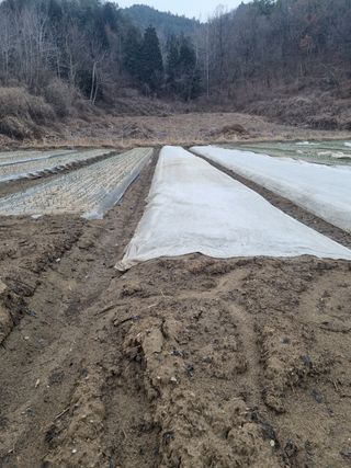 이재진님의 양파 · 자유게시판 작성글 사진