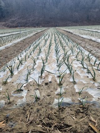 이재진님의 양파 · 자유게시판 작성글 사진