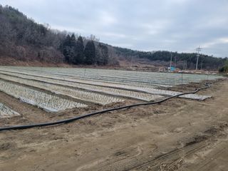 이재진님의 양파 · 자유게시판 작성글 사진