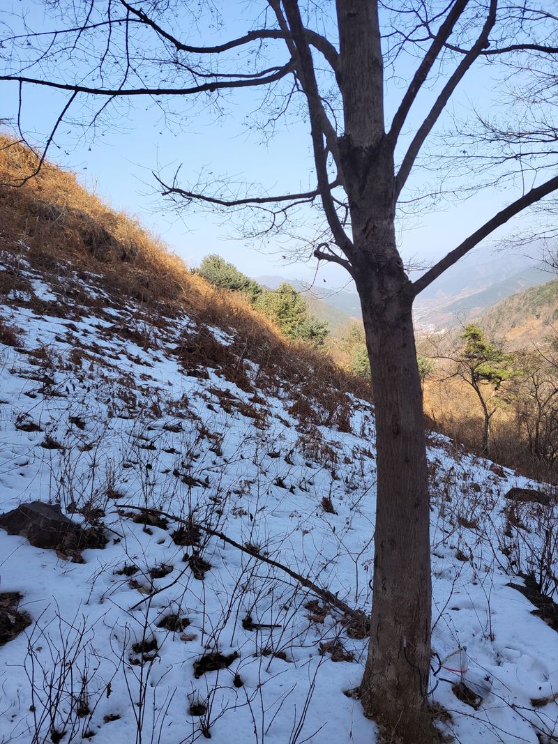 장터 상품 [구례백운산에서 생산 하는 고로쇠 입니다.4.3×4가한박스17.2리터입니다] 썸네일