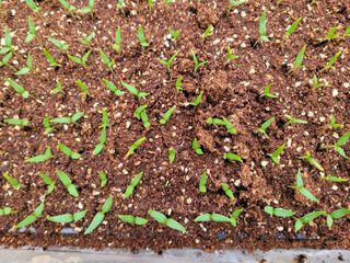 여우내 이순홍님의 고추 · 파종•정식 작성글 사진