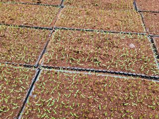 여우내 이순홍님의 고추 · 파종•정식 작성글 사진