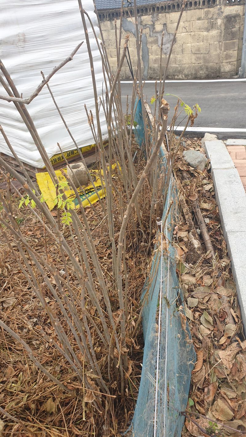 장터 상품 [토종가죽및 복조대충묘묙 ] 썸네일