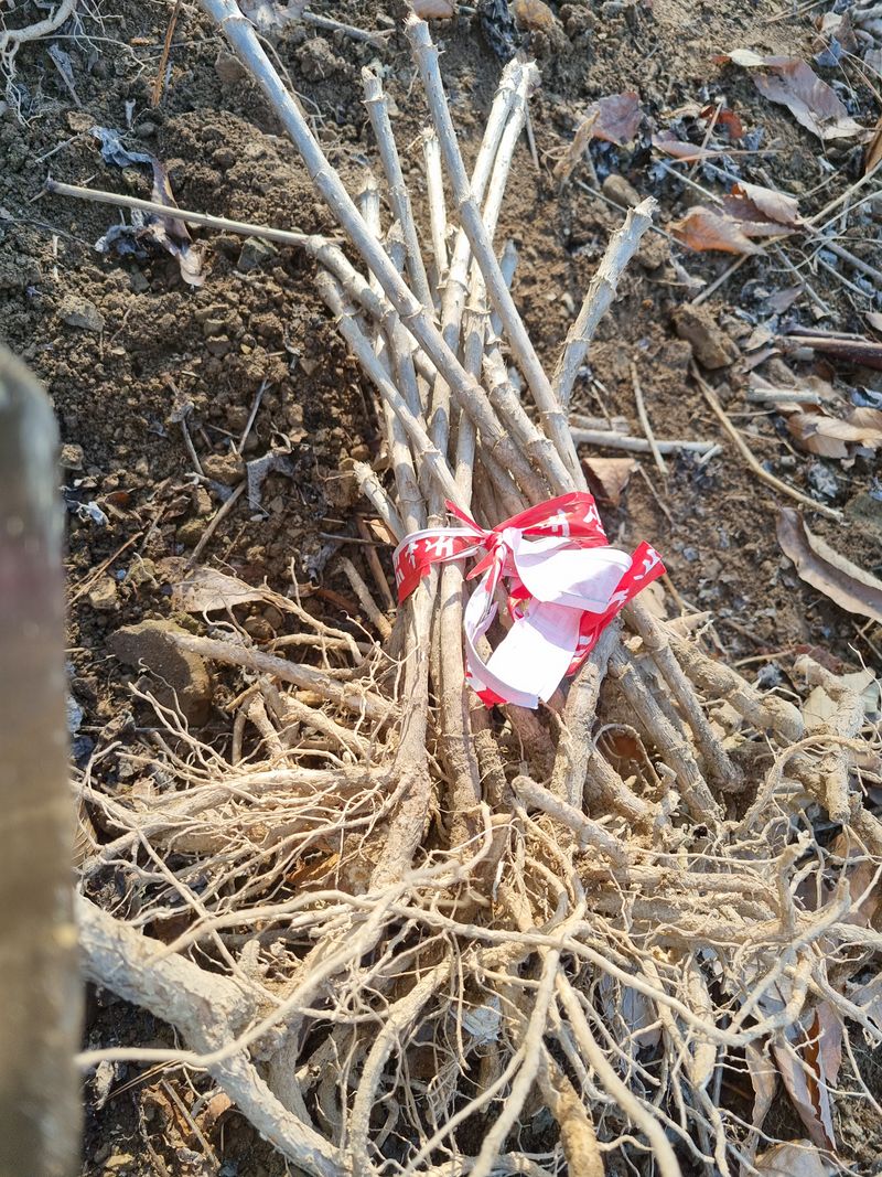 장터 상품 [두릅묘목 판매(주당1000원)] 썸네일