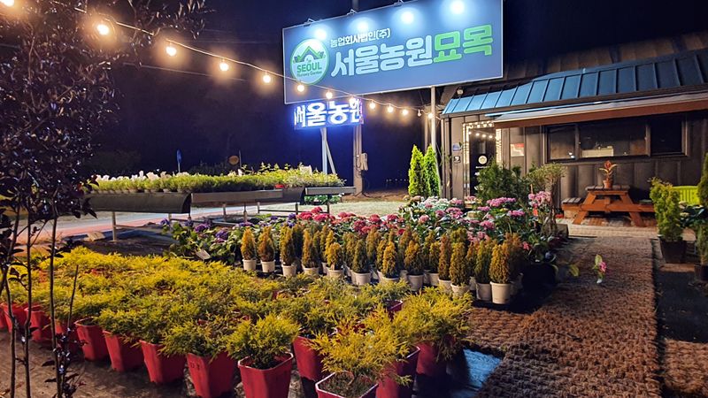 서울농원묘목님의 장터 판매 상품 [유실수 조경수 묘목  전문 생산 농원 수종 다양하게 판매합니다.] 첨부 사진