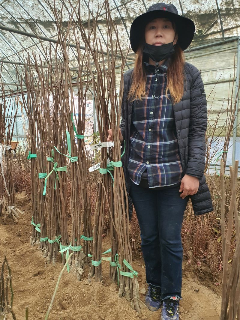 서울농원묘목님의 장터 판매 상품 [유실수 조경수 묘목  전문 생산 농원 수종 다양하게 판매합니다.] 첨부 사진