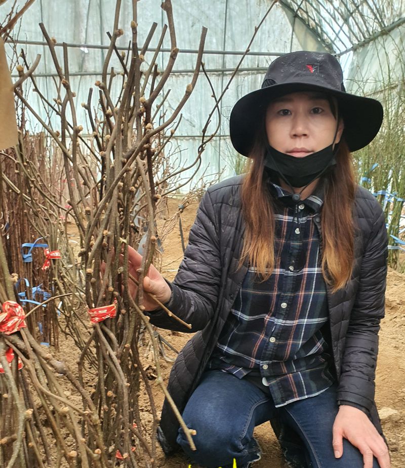 서울농원묘목님의 장터 판매 상품 [유실수 조경수 묘목  전문 생산 농원 수종 다양하게 판매합니다.] 첨부 사진