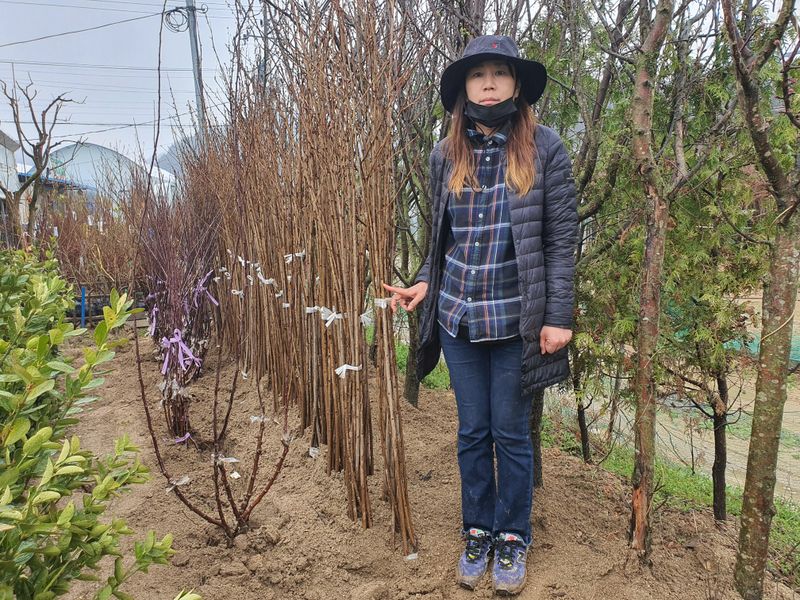 장터 상품 [유실수 조경수 묘목  전문 생산 농원 수종 다양하게 판매합니다.] 썸네일