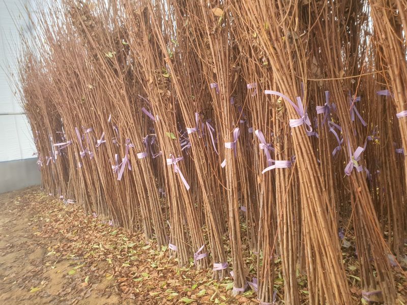 서울농원묘목님의 장터 판매 상품 [유실수 조경수 묘목  전문 생산 농원 수종 다양하게 판매합니다.] 첨부 사진