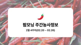 고추 농사도우미님의 고추 · 파종•정식 작성글 사진