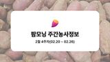 팜모닝 고구마·농사길잡이 게시글 이미지