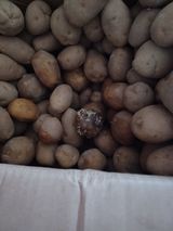 팜모닝 감자·병해충상담 게시글 이미지