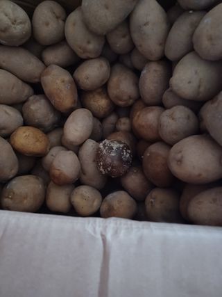 유영옥님의 감자 · 병해충상담 작성글 사진