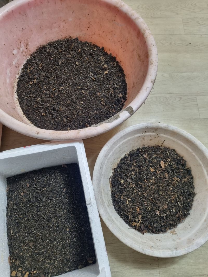 이호성님의 장터 판매 상품 [4년생 땅두릅 뇌두] 첨부 사진