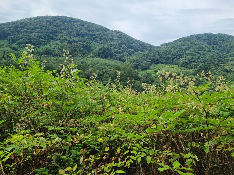 이호성님의 장터 판매 상품 [4년생 땅두릅 뇌두] 첨부 사진