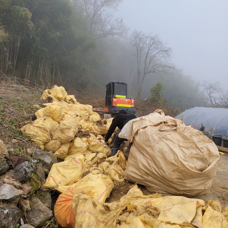 장터 상품 [4년생 땅두릅 뇌두] 썸네일