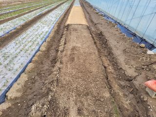 월산 양파님의 마늘 · 파종작업 작성글 사진