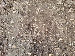 월산 양파님의 마늘 · 파종작업 작성글 사진