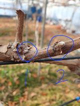 팜모닝 포도·자유게시판 게시글 이미지