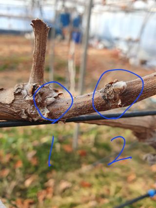 샤인과 황금향님의 포도 · 자유게시판 작성글 사진