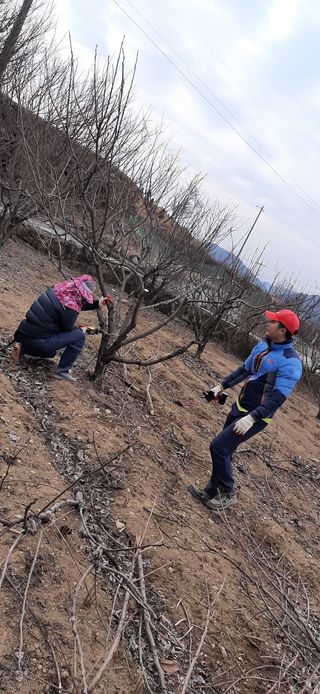 향양농장 사랑합니다님의 감 · 자유게시판 작성글 사진