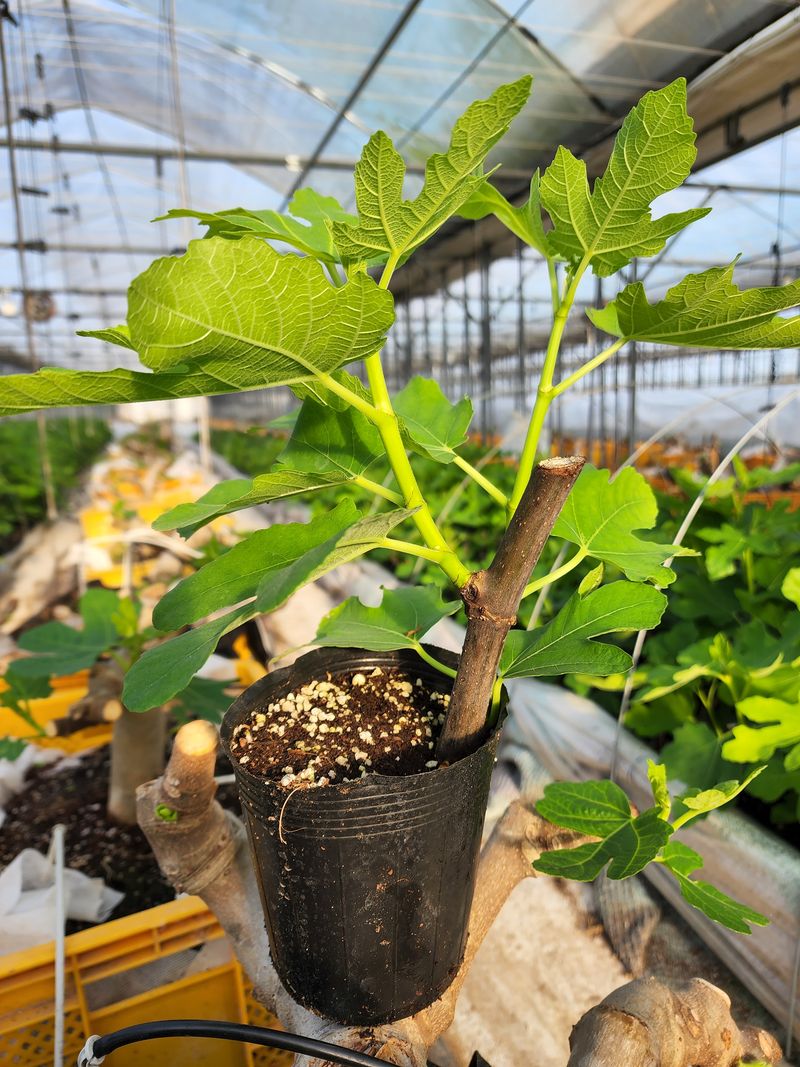 희망무화과님의 장터 판매 상품 [무화과묘목 분양] 첨부 사진