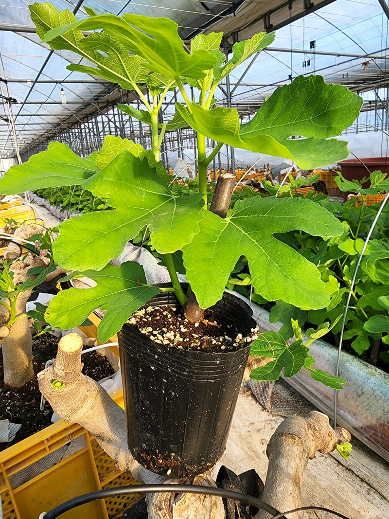 희망무화과님의 장터 판매 상품 [무화과묘목 분양] 첨부 사진