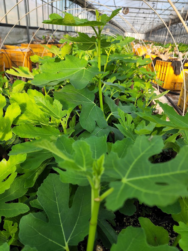 희망무화과님의 장터 판매 상품 [무화과묘목 분양] 첨부 사진