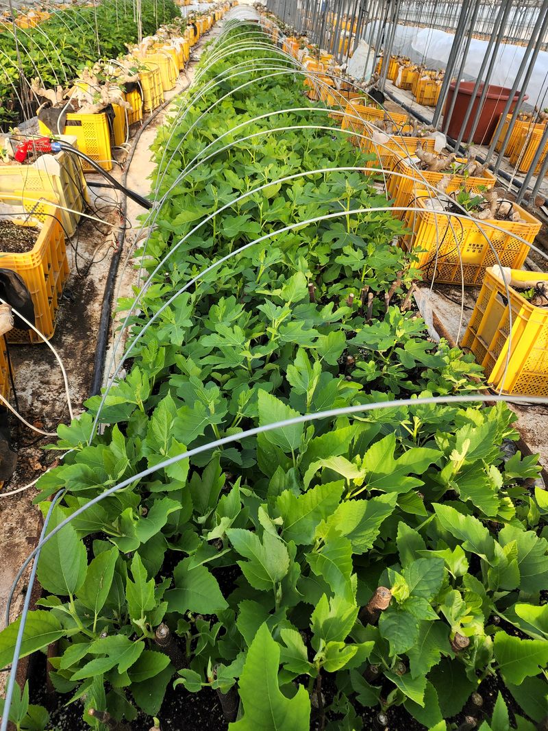 희망무화과님의 장터 판매 상품 [무화과묘목 분양] 첨부 사진