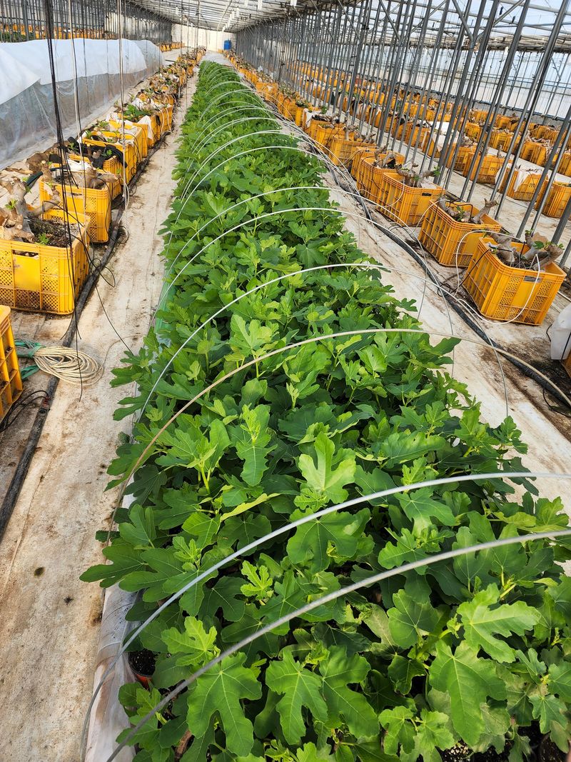 장터 상품 [무화과묘목 분양] 썸네일