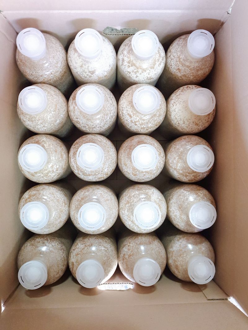 한농농약종묘사님의 장터 판매 상품 [느타리버섯종균 ] 첨부 사진