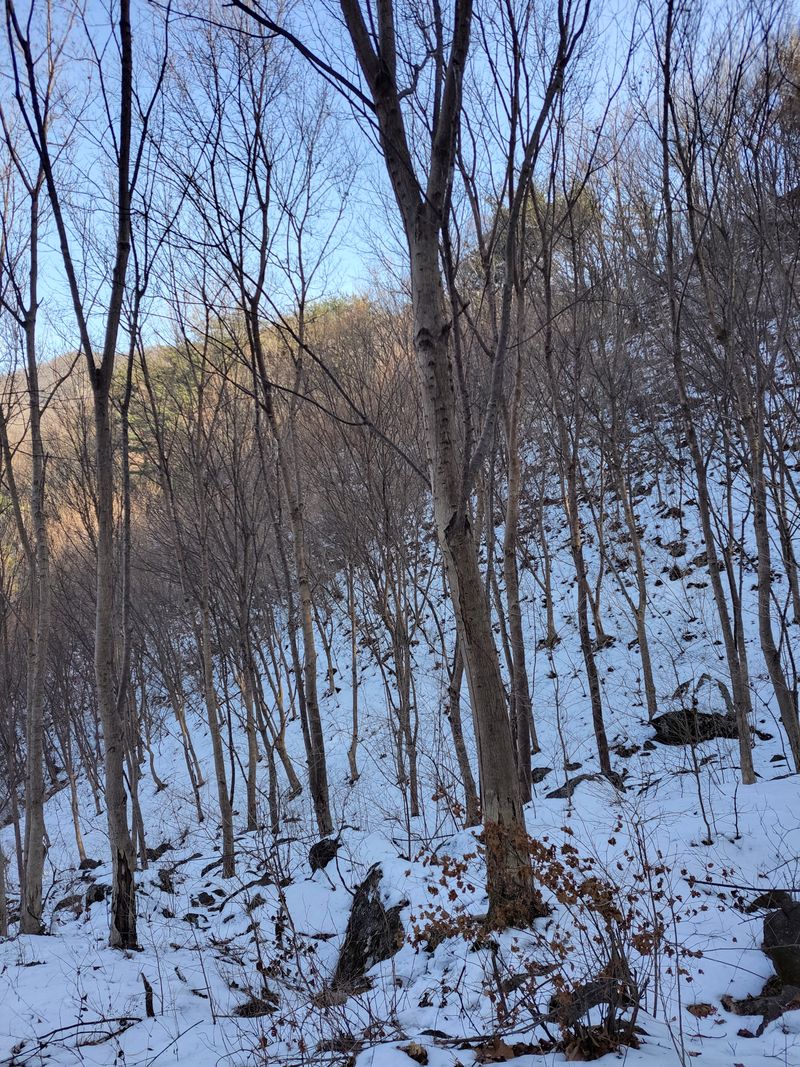 정완희 님의 장터 판매 상품 [구례 백운산에서 생산하는 고로쇠 입니다.4.3×4] 첨부 사진