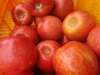 숲등농장 달밭사과님의 작성글 사진