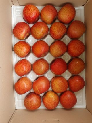 숲등농장 달밭사과님의 작성글 사진