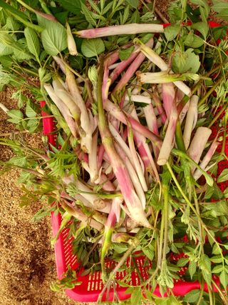 이호성님의 두릅 · 일상 작성글 사진