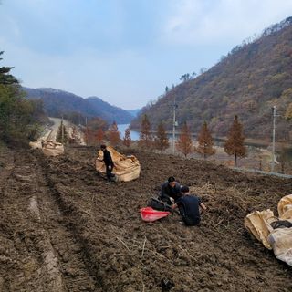 이호성님의 두릅 · 일상 작성글 사진