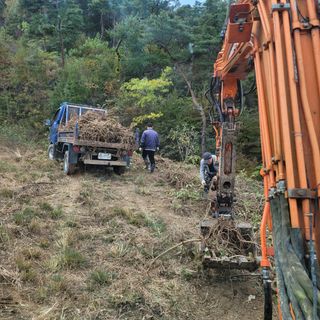 이호성님의 두릅 · 일상 작성글 사진