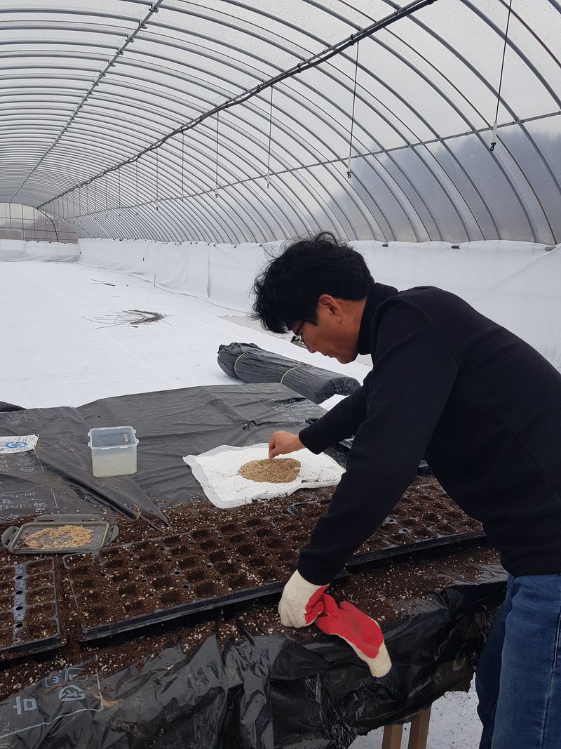 오왕건님의 장터 판매 상품 [판매완료~팜모닝 측에  감사.감사 드립니다  더욱더  성실한 농부로  거듭나겠습니다~고맙습니다] 첨부 사진