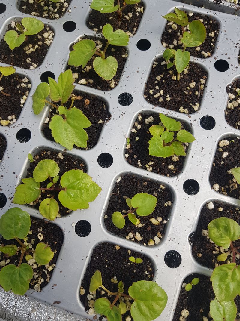 오왕건님의 장터 판매 상품 [판매완료~팜모닝 측에  감사.감사 드립니다  더욱더  성실한 농부로  거듭나겠습니다~고맙습니다] 첨부 사진