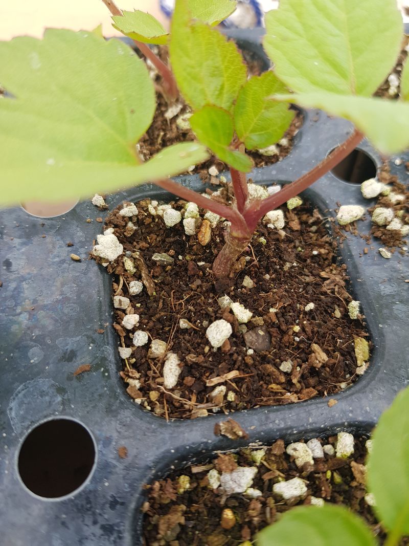 오왕건님의 장터 판매 상품 [판매완료~팜모닝 측에  감사.감사 드립니다  더욱더  성실한 농부로  거듭나겠습니다~고맙습니다] 첨부 사진