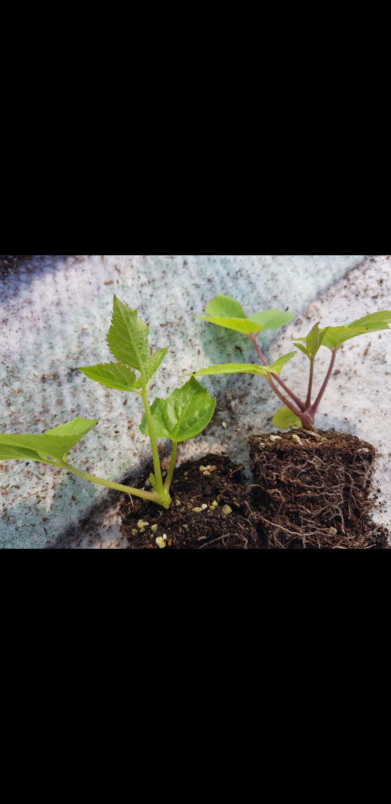 오왕건님의 장터 판매 상품 [판매완료~팜모닝 측에  감사.감사 드립니다  더욱더  성실한 농부로  거듭나겠습니다~고맙습니다] 첨부 사진