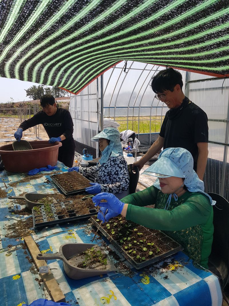 오아성님의 장터 판매 상품 [야생땅두릅모종/신구두릅/민엄나무.민두릅/] 첨부 사진