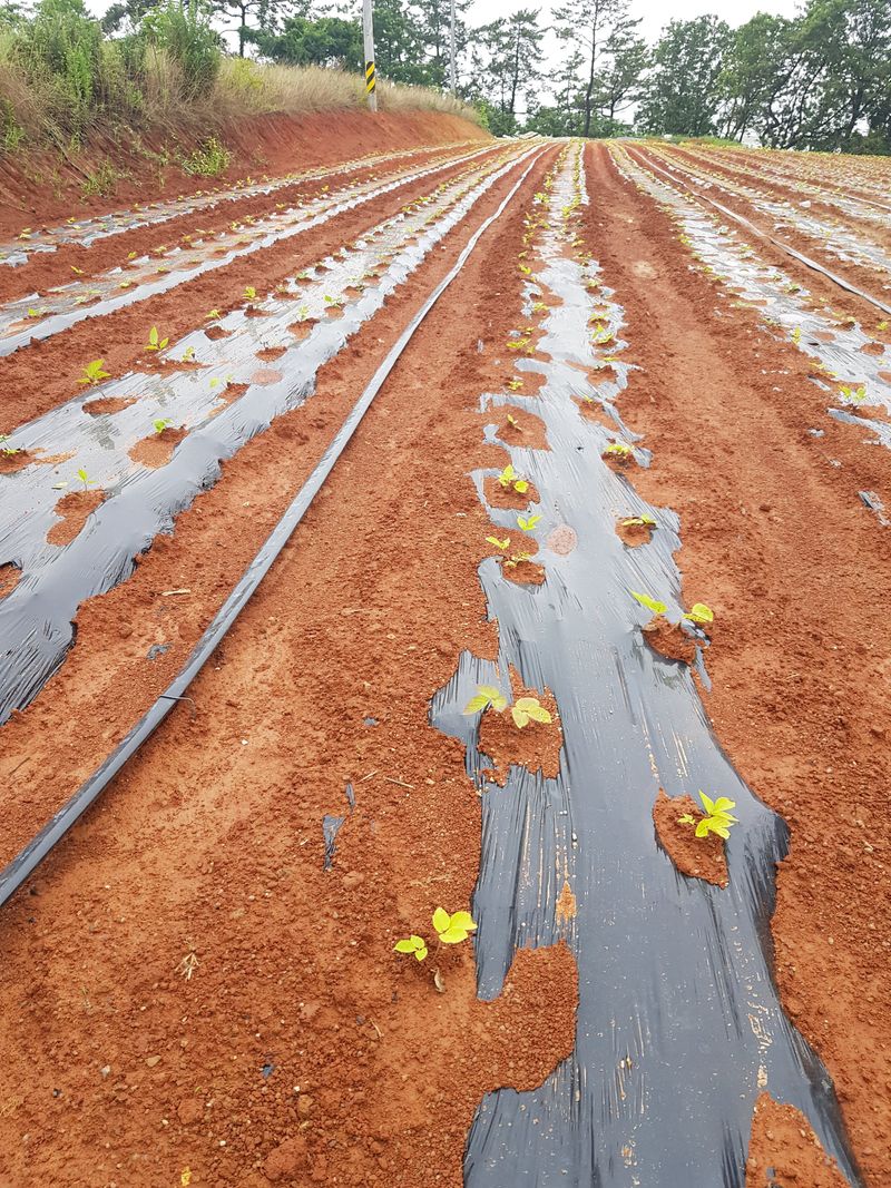 오아성님의 장터 판매 상품 [야생땅두릅모종/신구두릅/민엄나무.민두릅/] 첨부 사진
